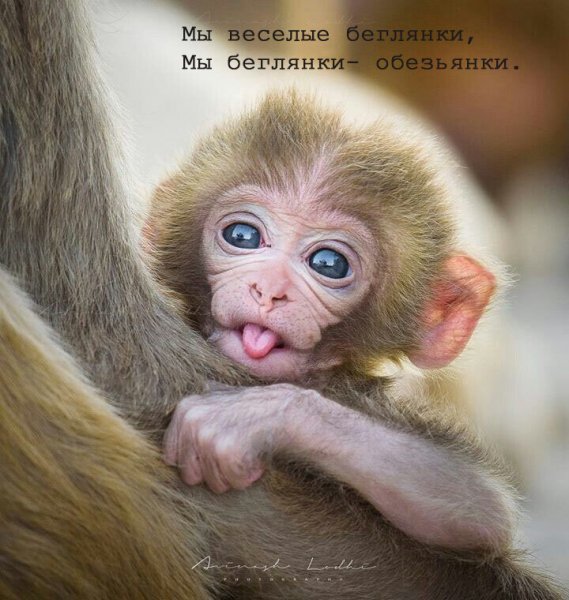 Милые обезьяны