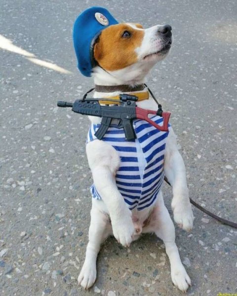 Собака десантник