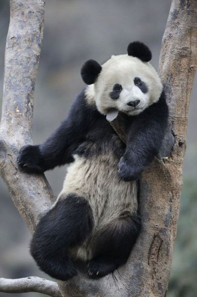 Большая Панда (Ailuropoda melanoleuca).