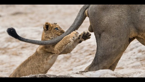 Премия comedy Wildlife Photography