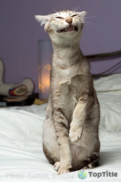 Нефотогеничные коты