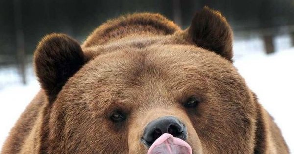 Медведь машет рукой