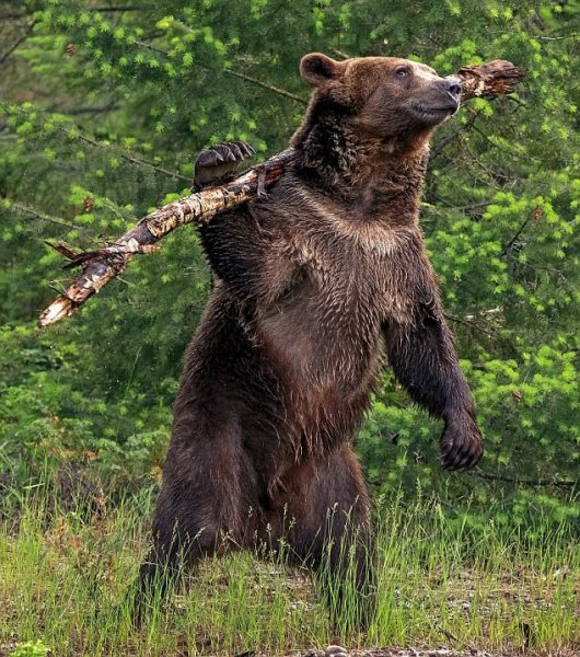 Прикольный медведь