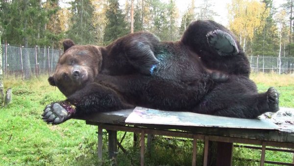 Медведь прикол