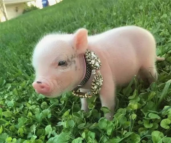 Мини Пигги Свинка
