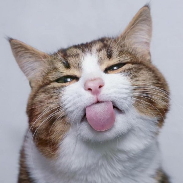 Смешные кошки