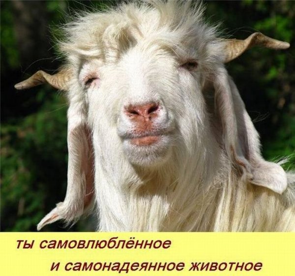 Муж козел