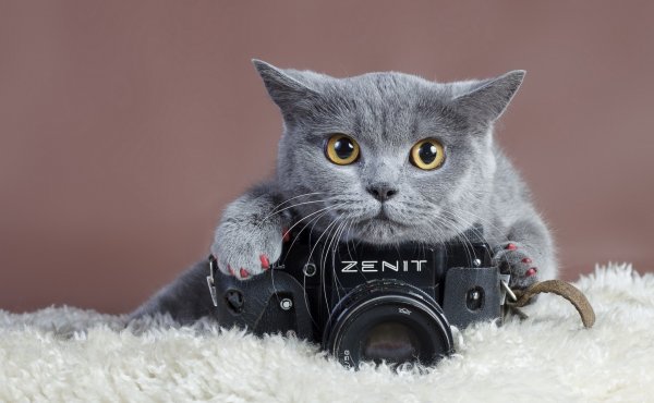 Кошка с фотиком