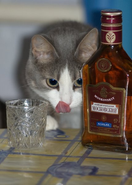 Коньяк юмор