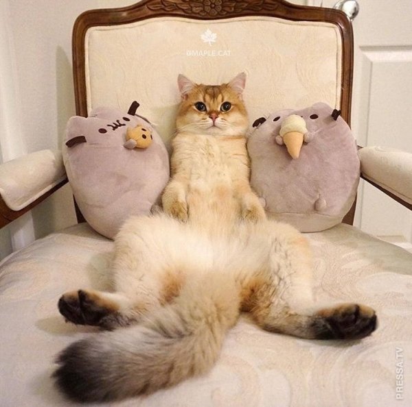 Доброе утро коты смешные