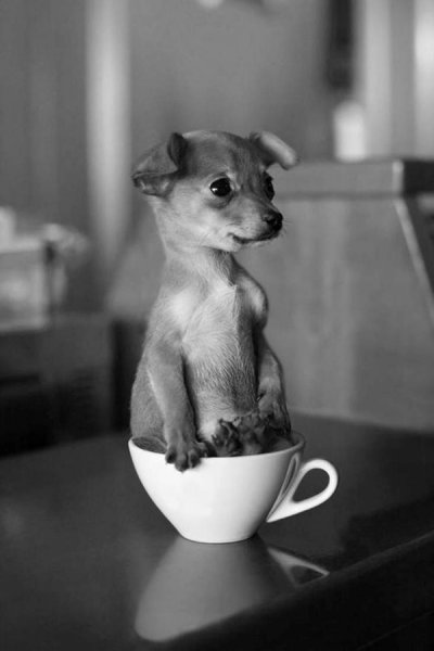 Собака с чашкой кофе