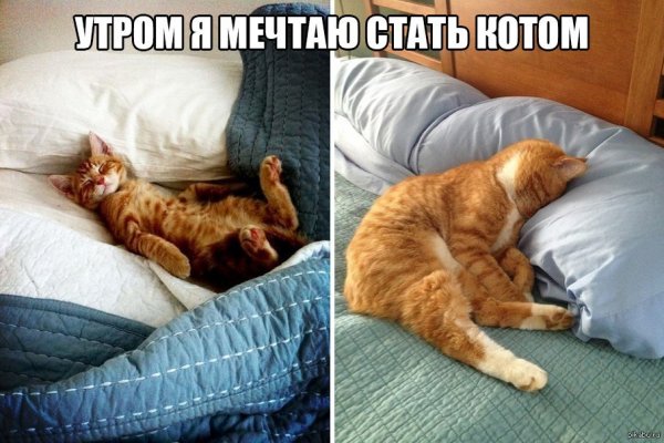 Смешные коты утром