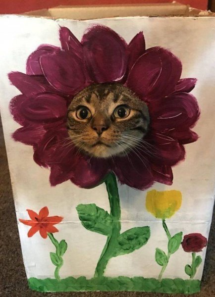 Кот с цветочком
