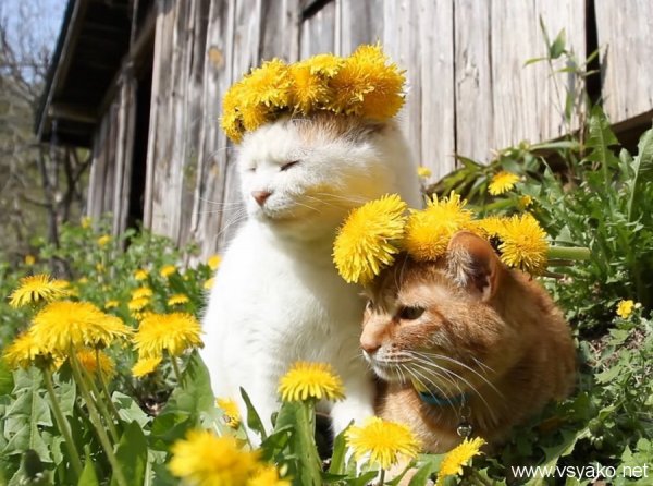 Котик в одуванчиках