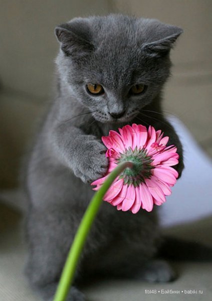 Котёнок с цветком