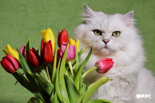 Картинки красивые прикольные модные цветы