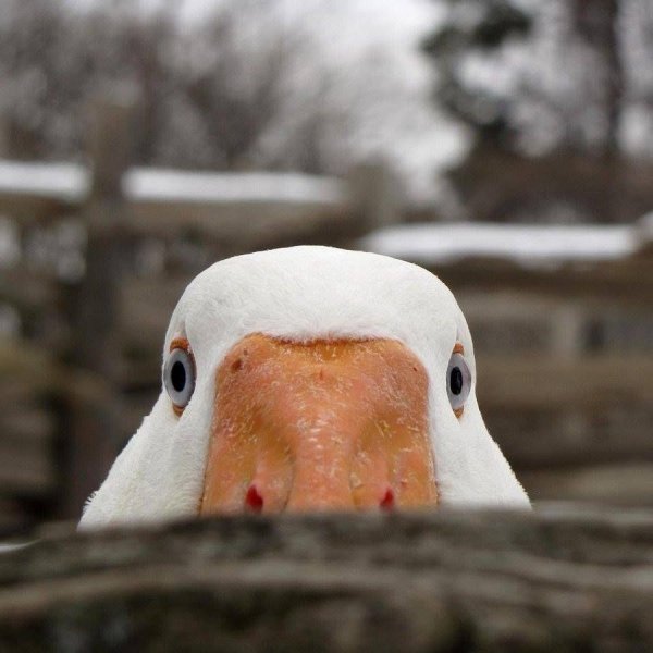 Смешной Гусь