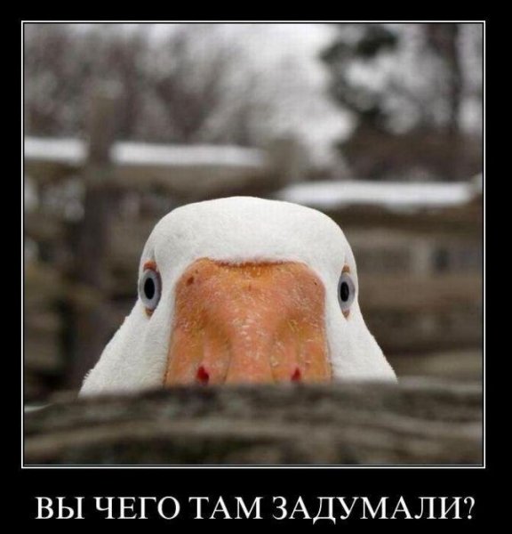 Гусь прикол