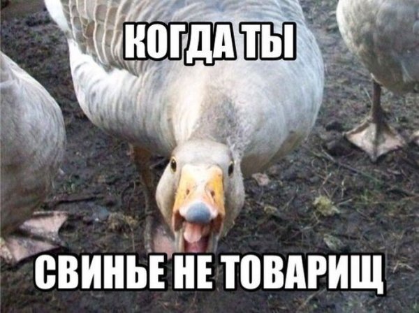 Шутки про гуся
