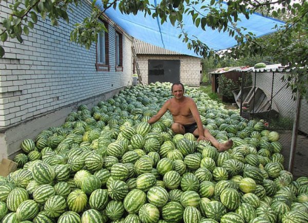 Самые смешные арбузы