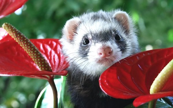 Carol Ferret