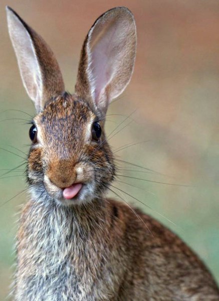 Прикольные картинки про зайцев (47 фото)