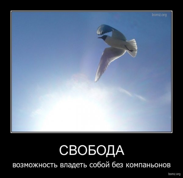 Смешные фразы про свободу