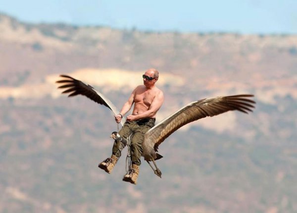 Путин и стерхи