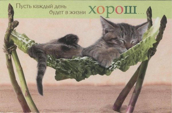 Пожелания хорошего дня с юмором