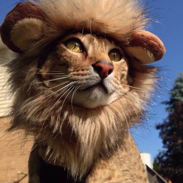 Кот Лев