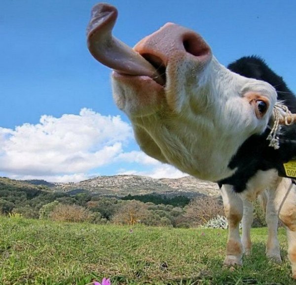 Прикольные картинки про коров (48 фото)