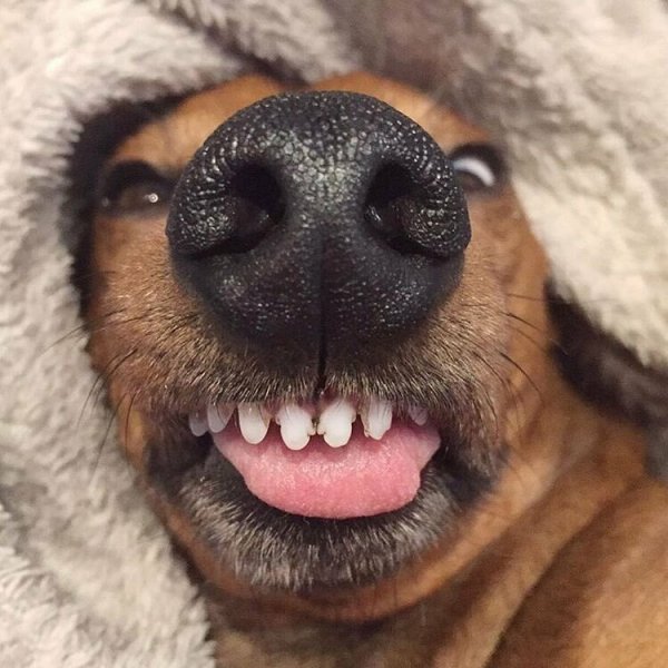Смешные собаки