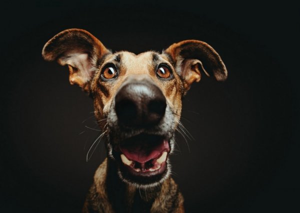 Elke Vogelsang фотограф