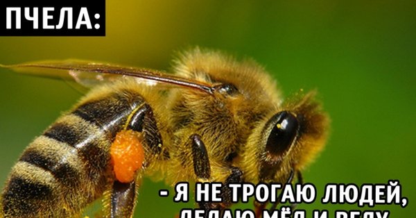 Смешная пчела картинка