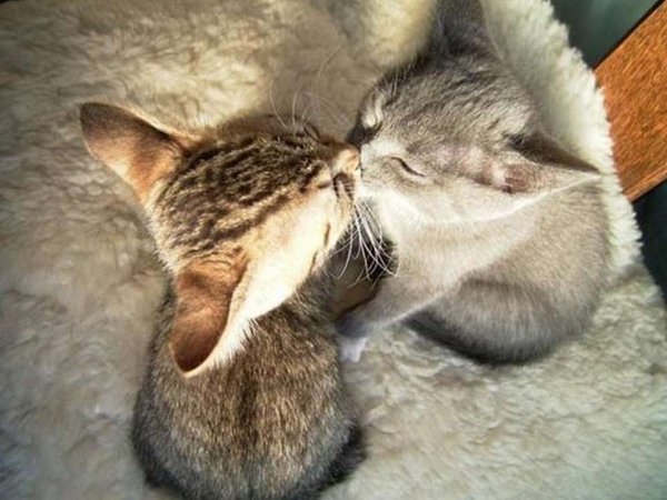 Люблю кота