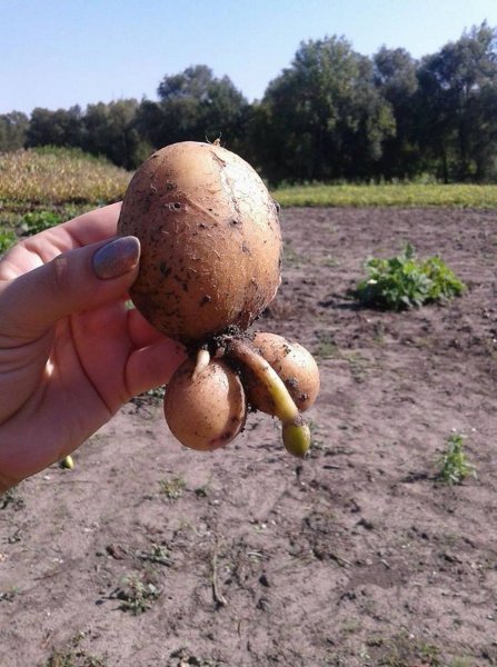 Смешная картошка