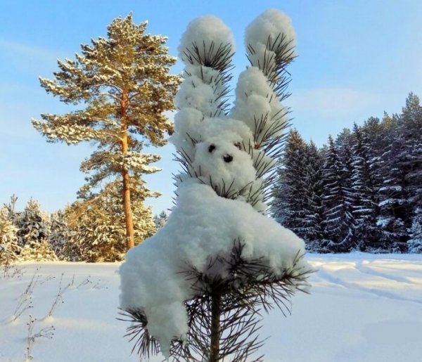 Зимнее чудо
