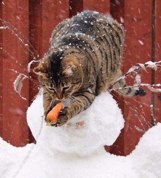 Забавные зимние коты
