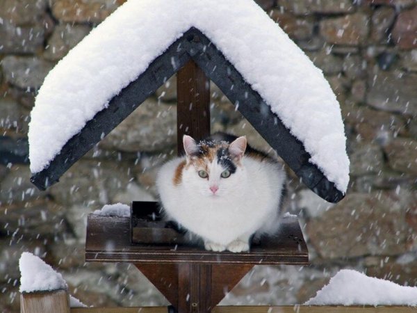 Смешной кот зимой