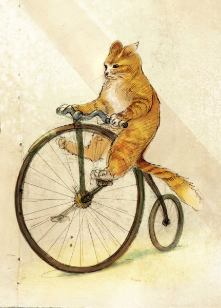Кошачий велосипед