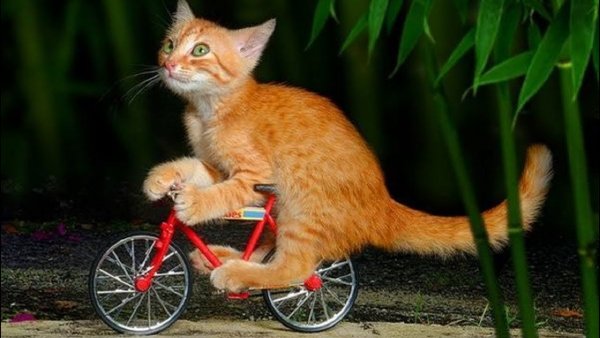 Котенок на велосипеде