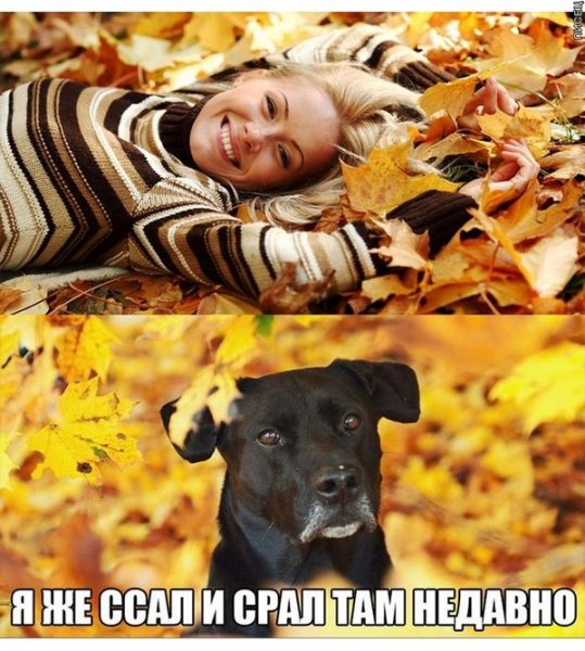 Осенняя фотосессия юмор