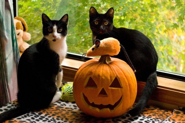 Котенок Хэллоуин