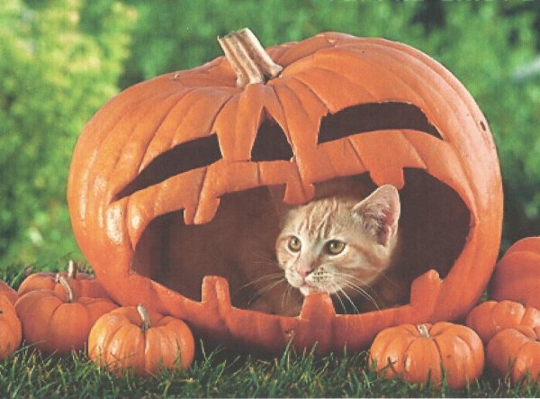 Коты и тыквы