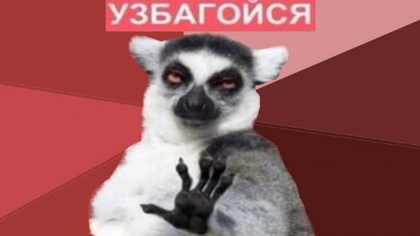 Енот узбагойся