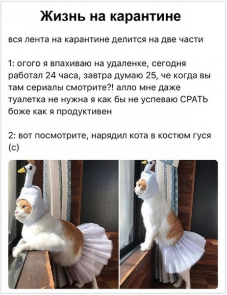 Приколы про коронавирус картинки с надписями