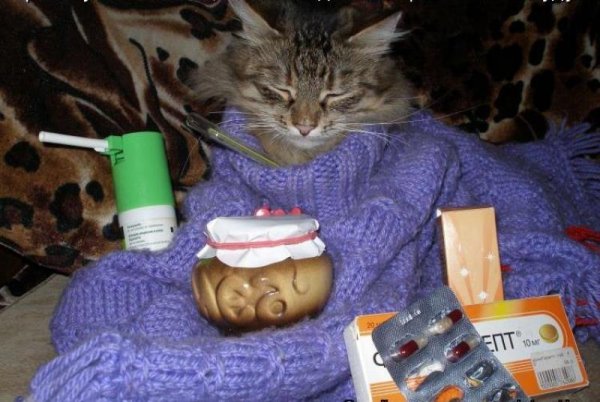 Кот болеет
