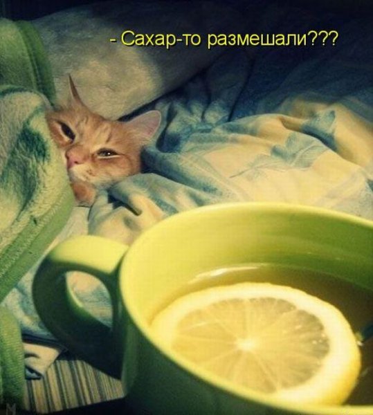 Кот болеет