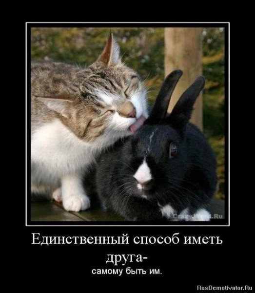 Кот и заяц