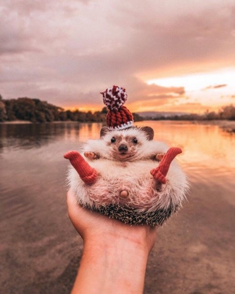 Позитивный Ежик